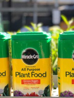 Three containers of Miracle Gro plant food, Can You Use Miracle-Gro On Grass?