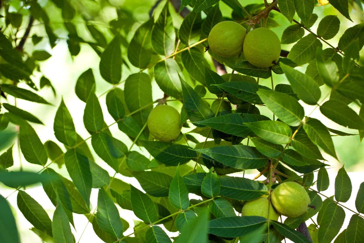 Unripe walnuts at a walnut tree