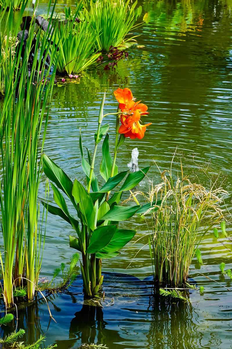 Vertical view of canna lily in the pond of amphitheater in Untermyer park