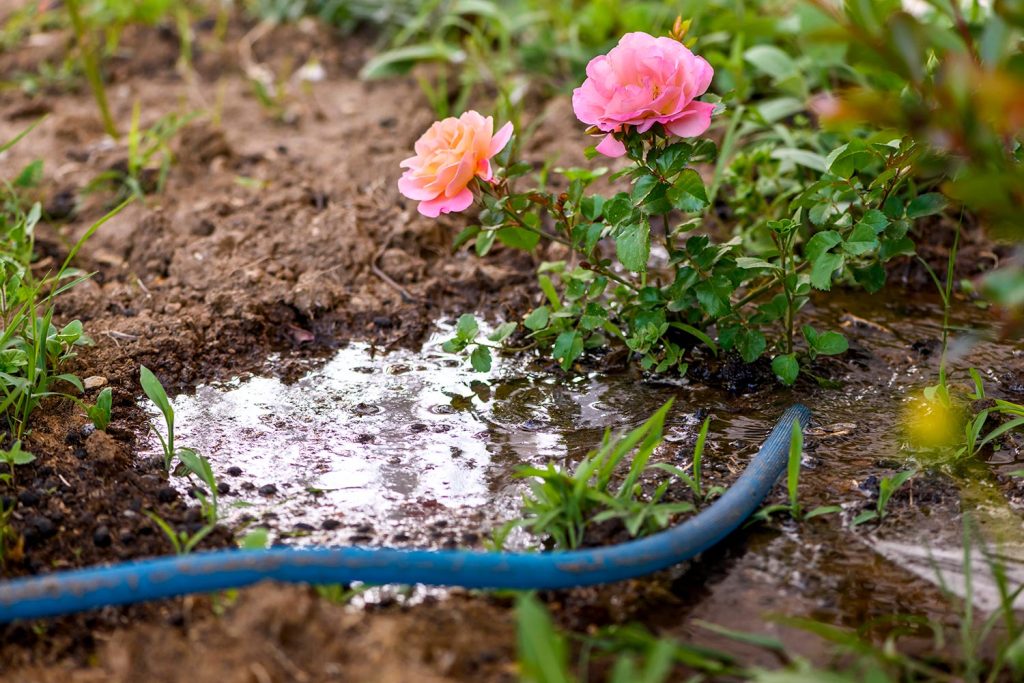 Watering rose plant with a water hose