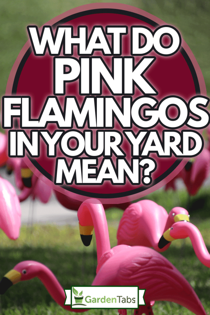 the plastic pink flamingo a natural history