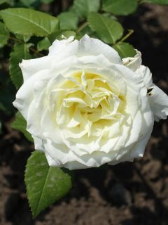 A white garden rose flower is blooming on the garden, Do Roses Like Clay Soil?