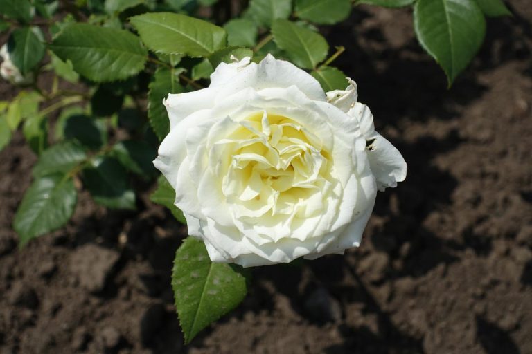 A white garden rose flower is blooming on the garden, Do Roses Like Clay Soil?