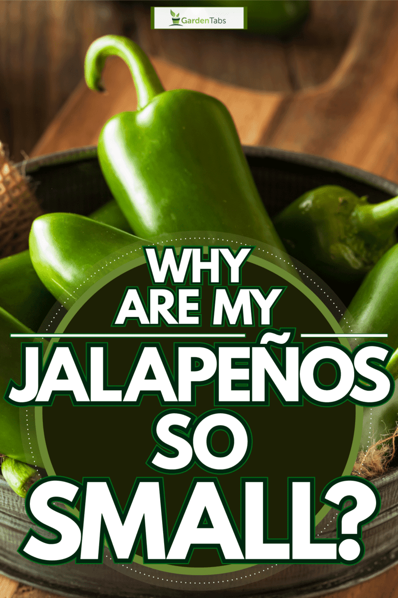 Newly harvested fresh green Jalapeños, Why Are My Jalapeños So Small?