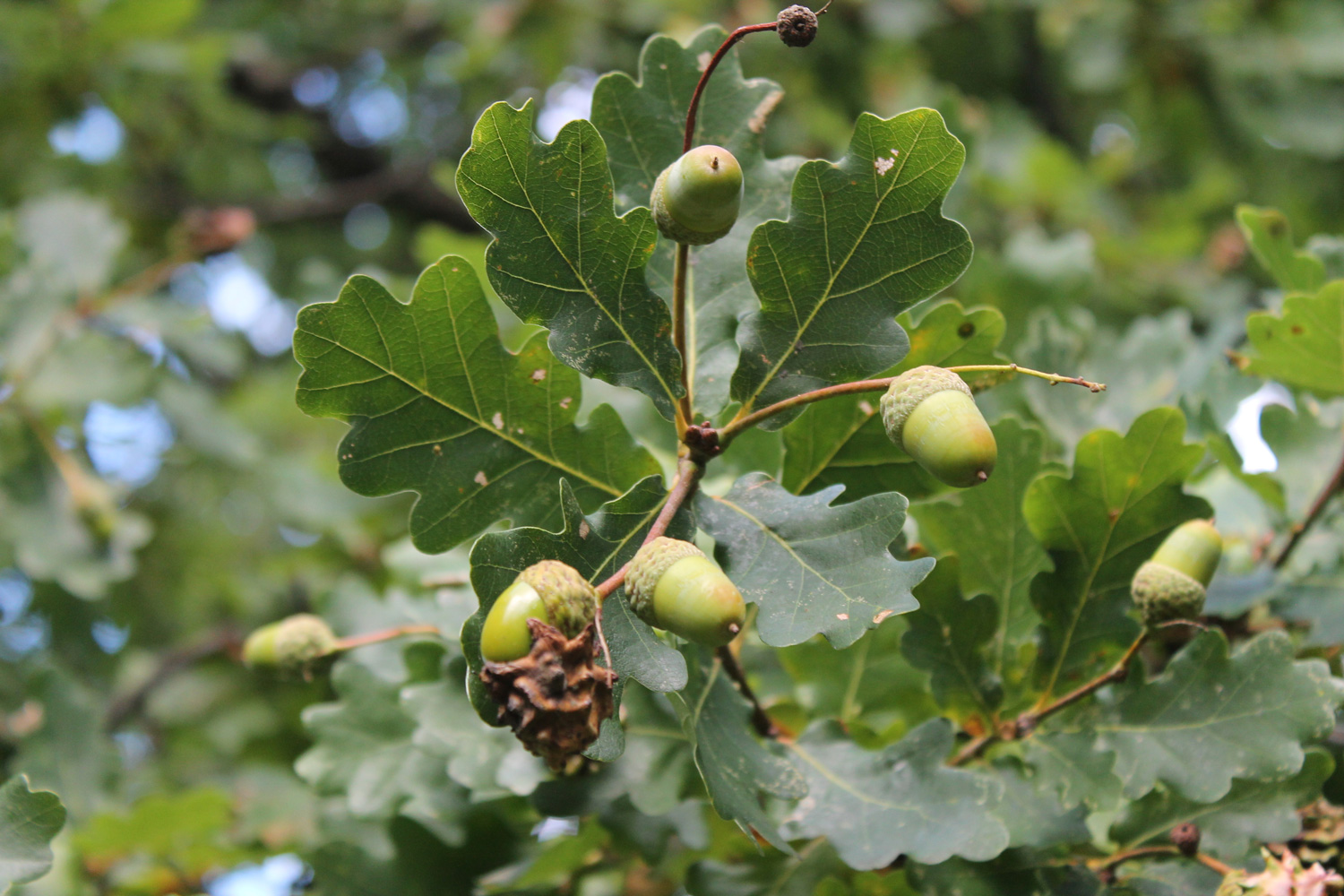 acorns on oak tree