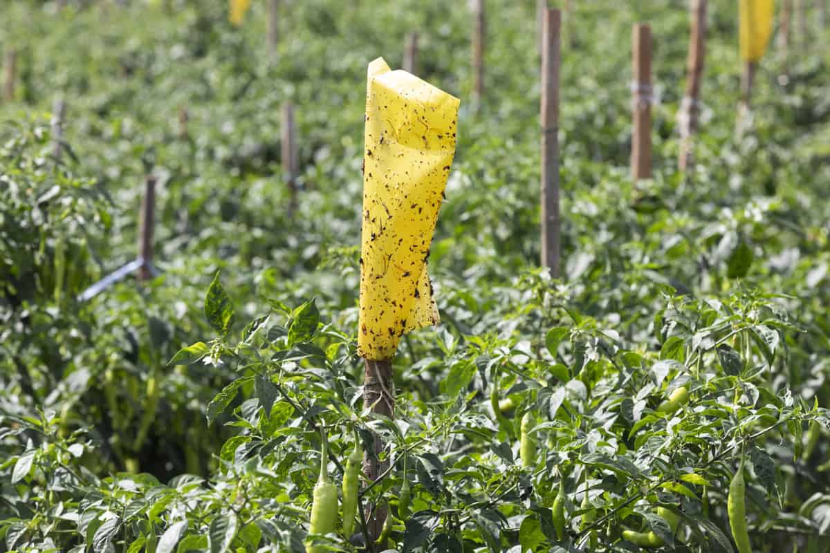 sticky insect pests trap in chilli peppper farm
