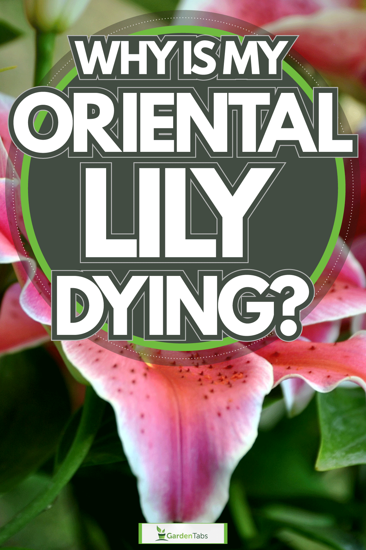 Gorgeous Oriental Lilies, Why Is My Oriental Lily Dying?