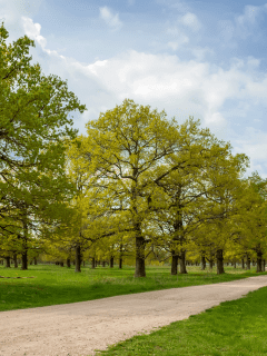 A breathtaking scenery of an oak tree plantation, How Much Water Does An Oak Tree Need?
