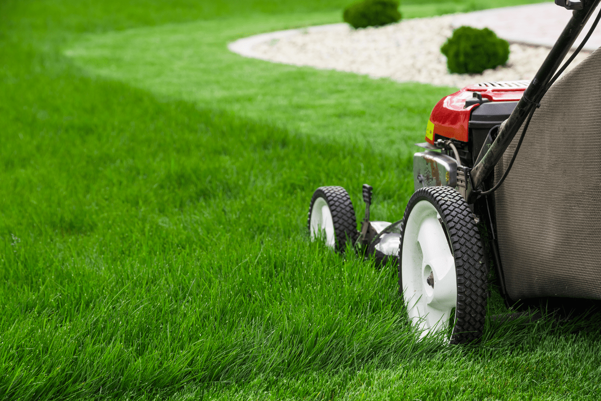A lawn mower used for the grass at the backyard