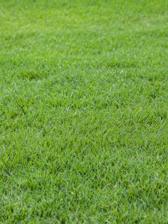 A lush green bermuda grass at a Fort Worth, Texas park - When To Weed And Feed Bermuda Grass