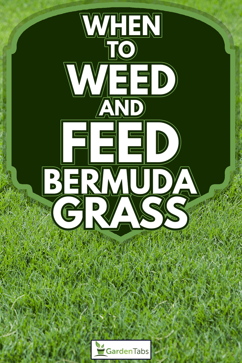 A lush green bermuda grass at a Fort Worth, Texas park - When To Weed And Feed Bermuda Grass