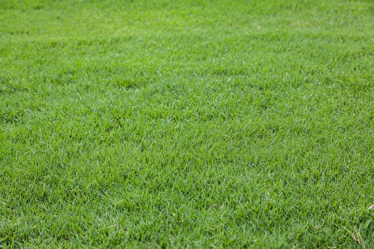 A lush green bermuda grass at a Fort Worth, Texas park