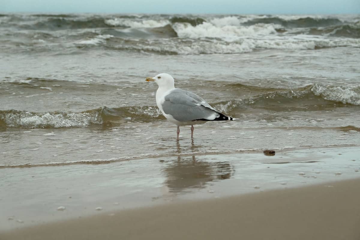 A seagull standing on the shore