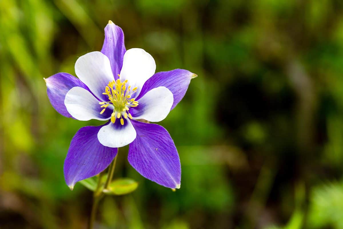 Blue columbine flower bloom on mountain forest floor