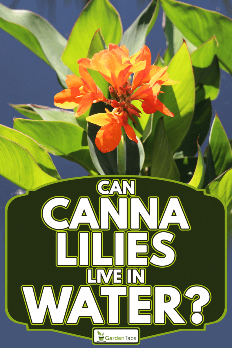 Orange canna lillies growing in a pond, Can Canna Lilies Live In Water?