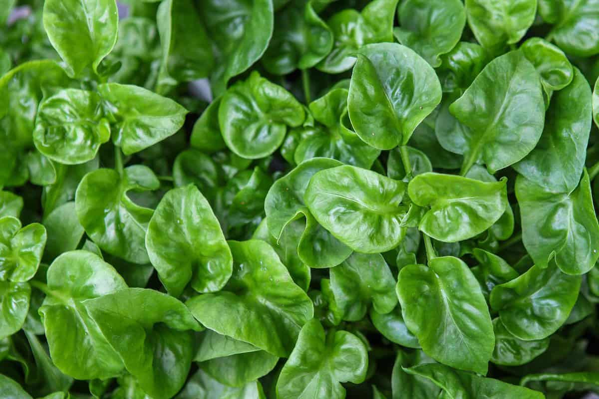 Close up of sissoo spinach