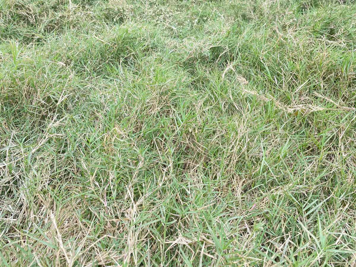 Cynodon dactylon, known as Bermuda grass,