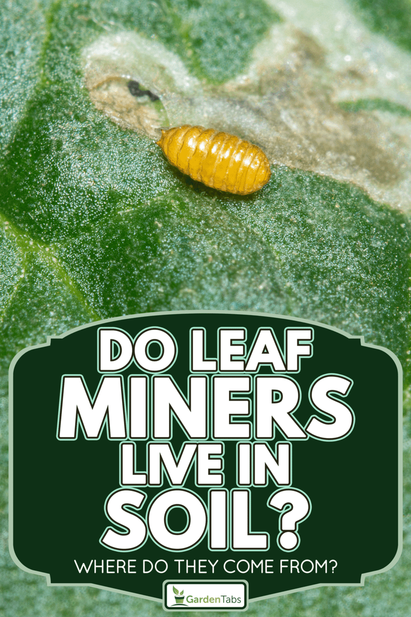 Pupa of the leaf miner, Do Leaf Miners Live In Soil? [Where Do They Come From?]