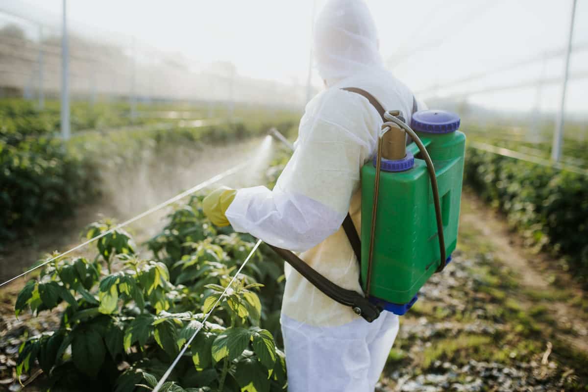 Farmer spraying pesticides on his plantion
