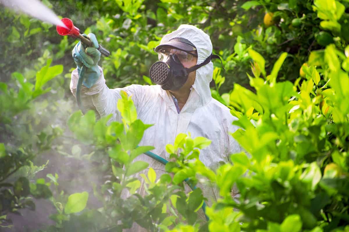 Farming specialist spraying pesticides on the small orange trees
