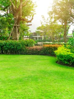 Fresh green Bermuda grass smooth lawn as a carpet with curve form of bush, trees on the background under sunlight morning, good maintenance lanscapes in a luxury house's garden under morning sunlight, When Does Bermuda Grass Grow? [And When Does It Go Dormant]
