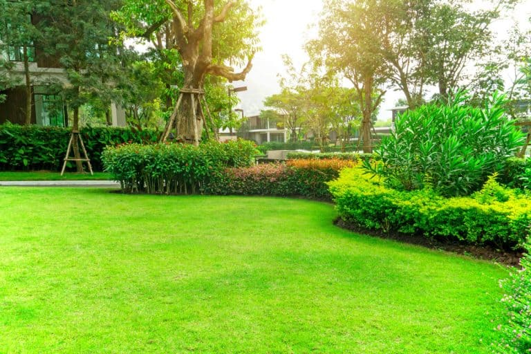 Fresh green Bermuda grass smooth lawn as a carpet with curve form of bush, trees on the background under sunlight morning, good maintenance lanscapes in a luxury house's garden under morning sunlight, When Does Bermuda Grass Grow? [And When Does It Go Dormant]