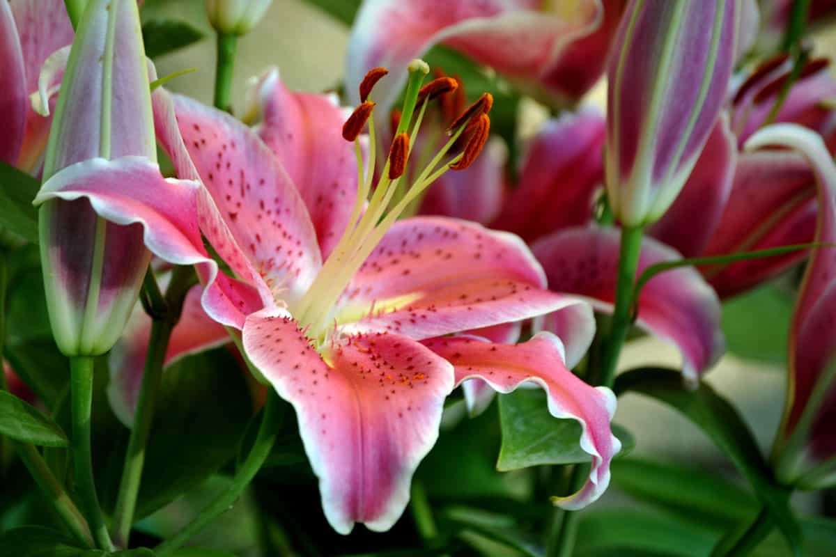 Gorgeous Oriental Lilies