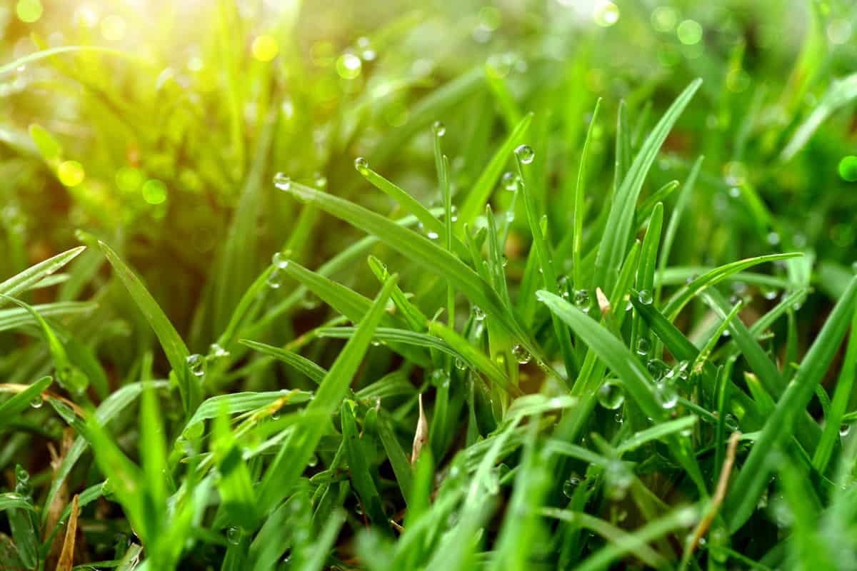 Grass and dew in the garden.
