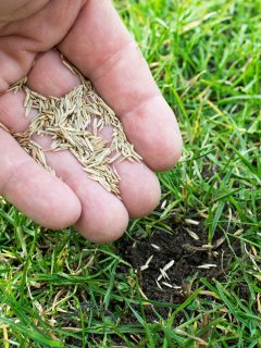Grass seeds in the hand - How To Spread Bermuda Grass Seed