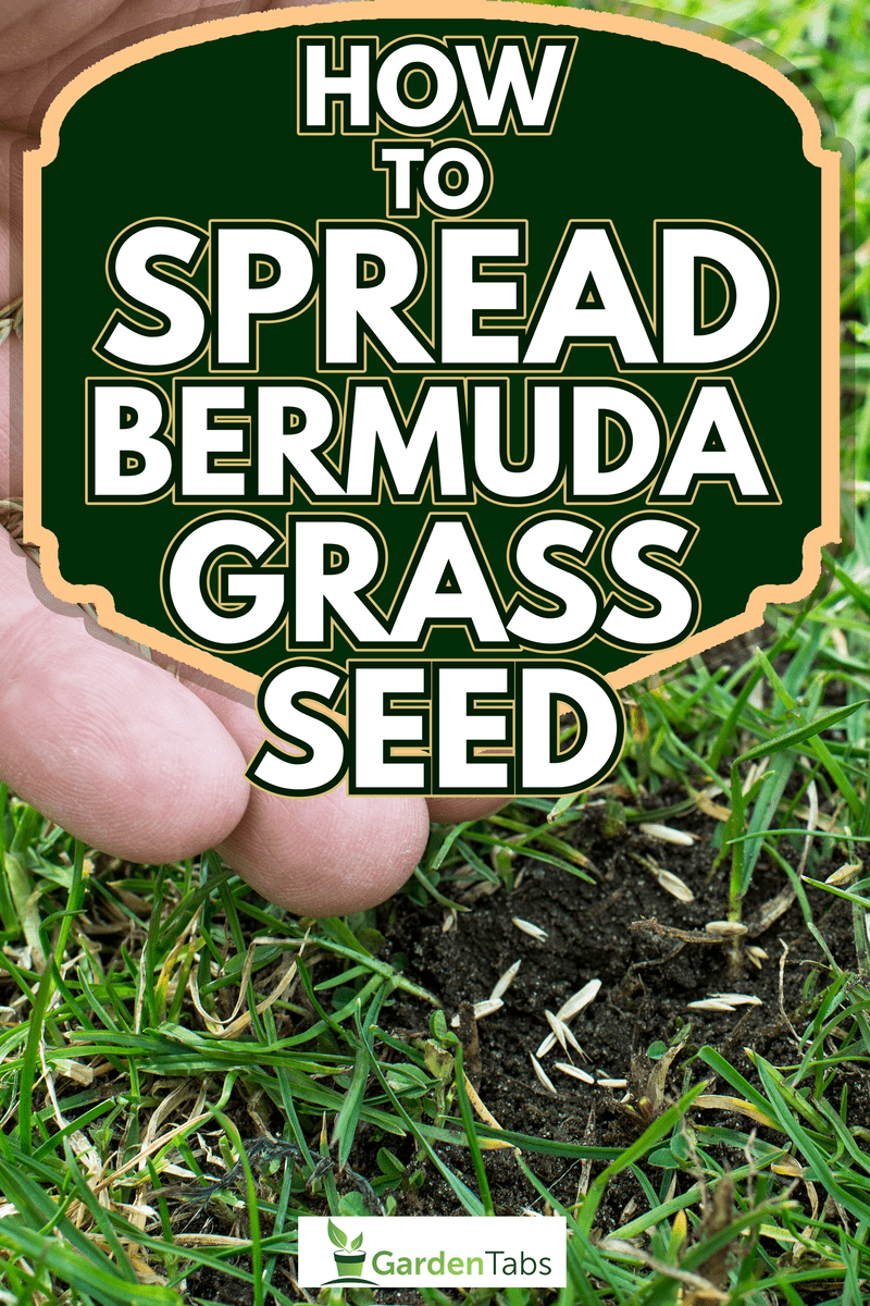 Grass seeds in the hand - How To Spread Bermuda Grass Seed