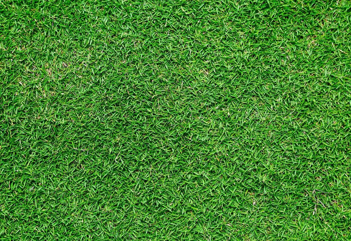Green short thick Bermuda grass law