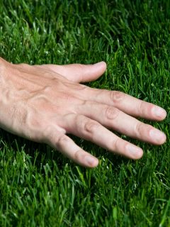 A hand hovering over fresh cut grass, How Long Should Bermudagrass Be?