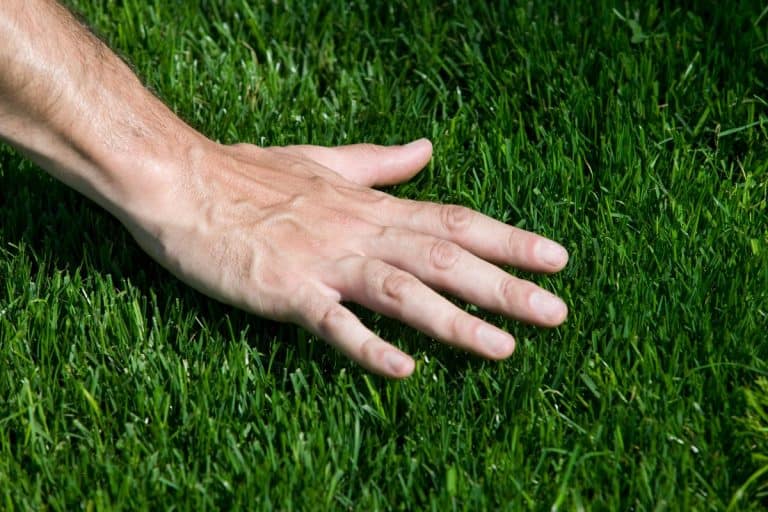 A hand hovering over fresh cut grass, How Long Should Bermudagrass Be?