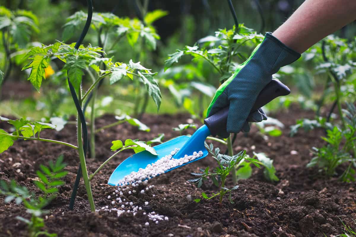 Hand in glove holding shovel and fertilize seedling in organic garden.