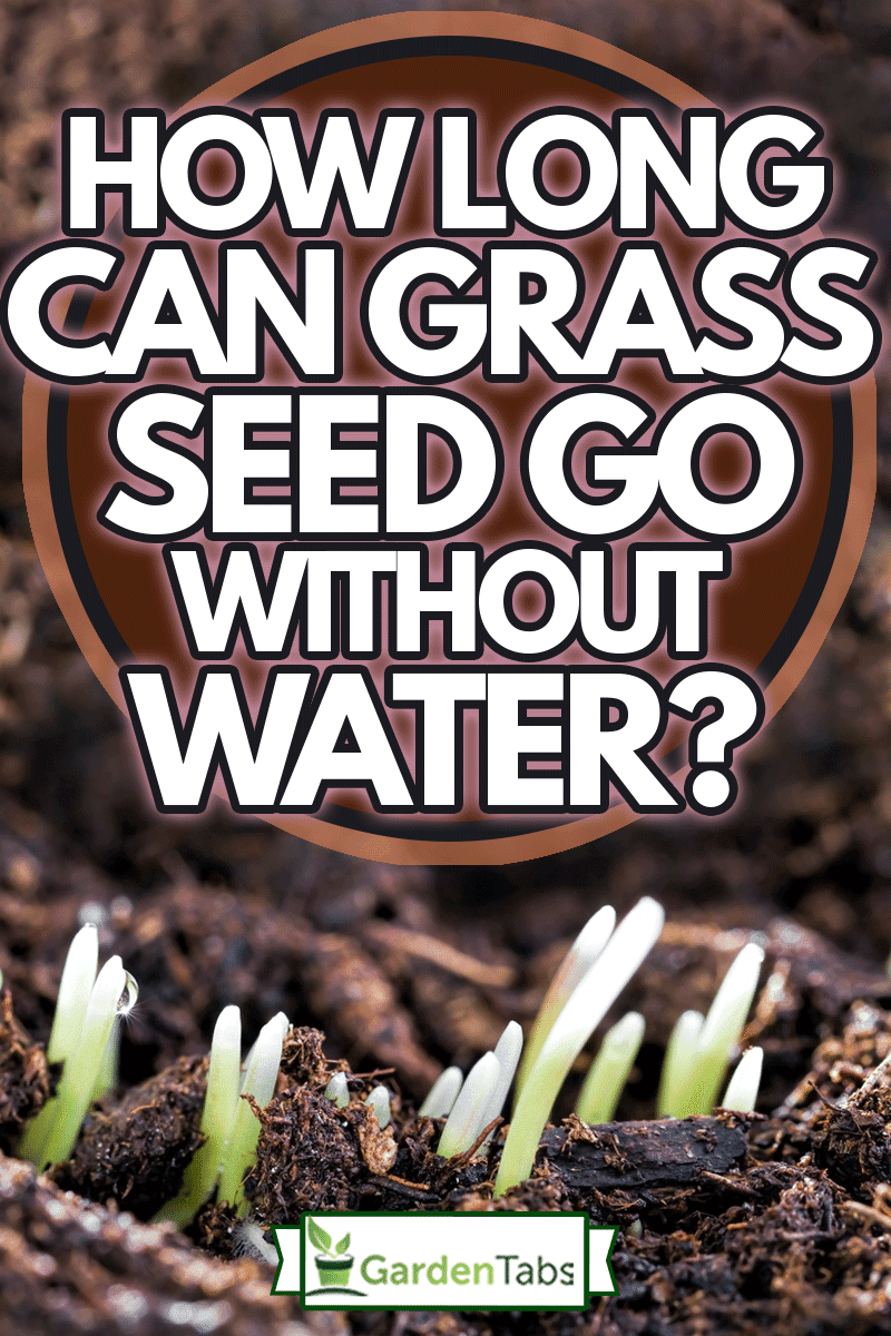 sprouted green young grass in summer or spring, Sunny bright weather, How Long Can Grass Seed Go Without Water?