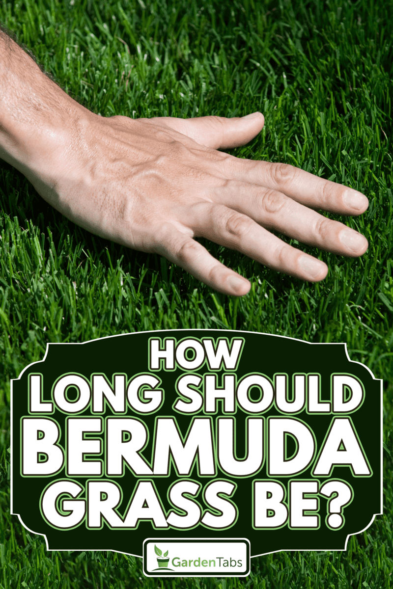 Hand hovering over fresh cut grass, How Long Should Bermudagrass Be?