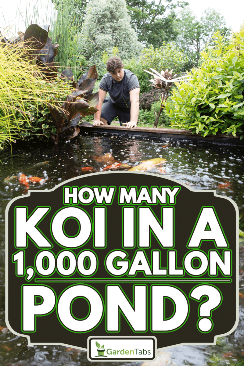 Teenage boy standing by the side of a garden pond and looking at the fish, How Many Koi In A 1,000 Gallon Pond?