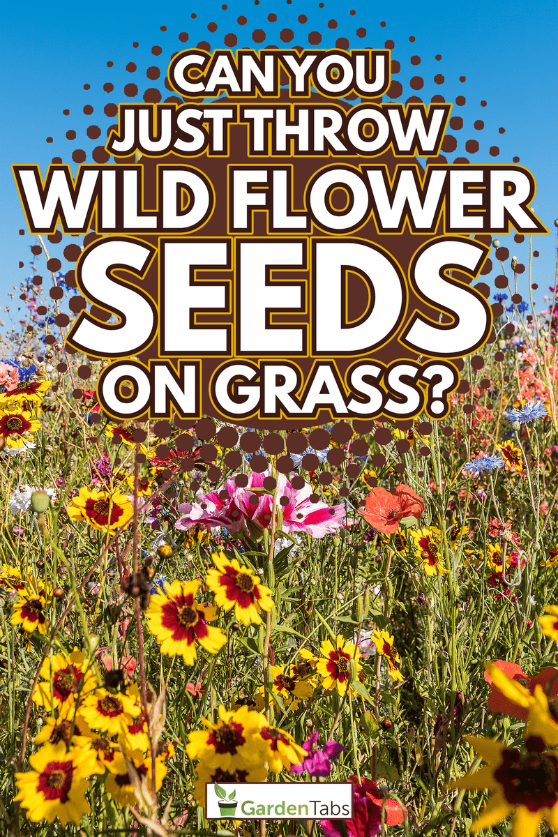 Meadow with blooming wildflowers in vibrant colors - Can You Just Throw Wildflower Seeds On Grass