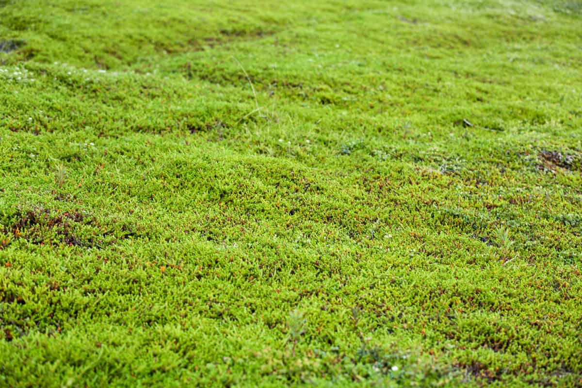 Moss covering a small patch of garden soil