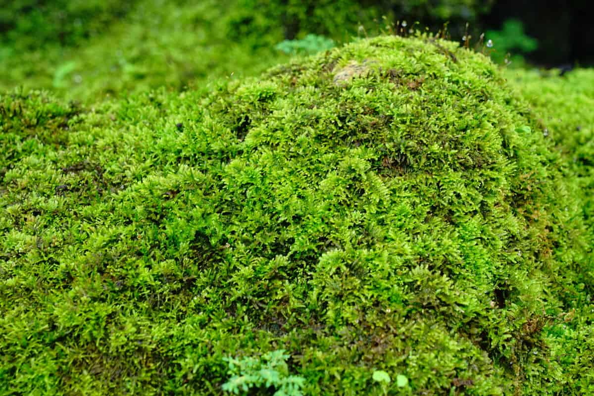 Moss growing and covering a rock due to moist temperature