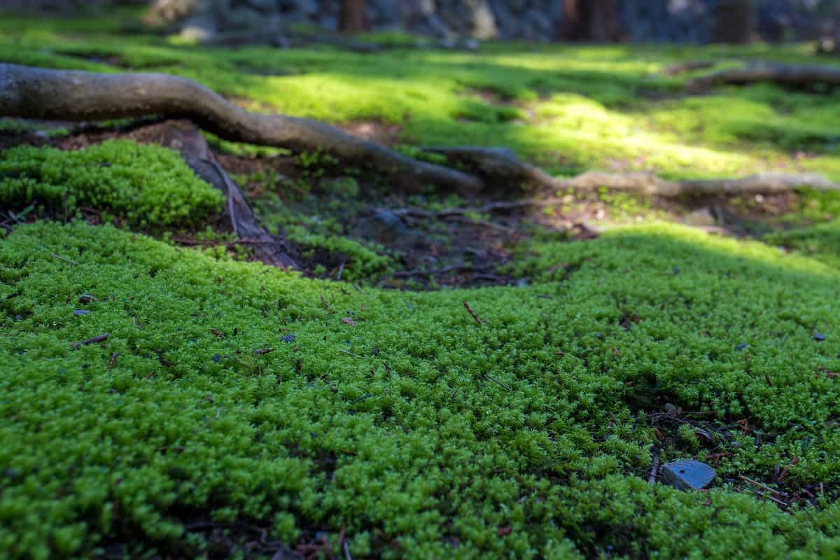 Moss growing invasively on the roots of the tree