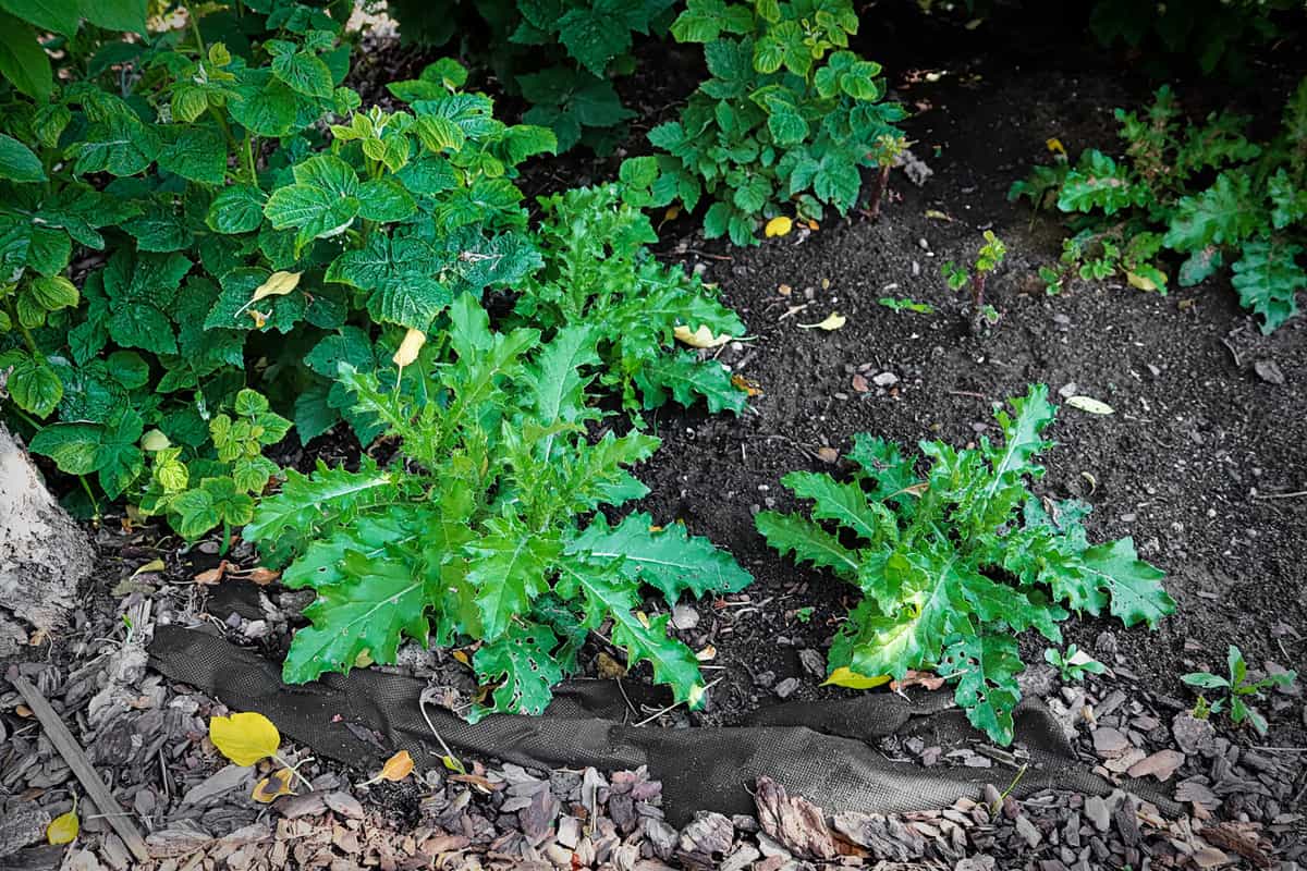 Multiple thistle plants grow in the garden.