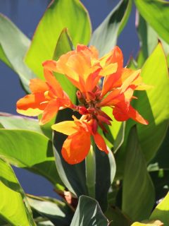 An orange canna lillies growing in a pond, Can Canna Lilies Live In Water?