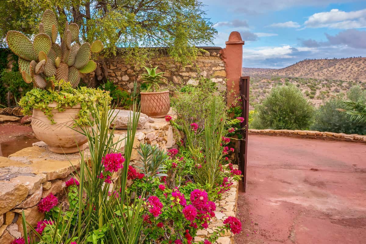 Pretty pink bougainvillea flowers blooming, along with potted cactus plants and succulent foliage, add texture and color to the desert landscape beyond the garden.