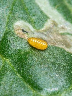 A pupa of the leaf miner, Do Leaf Miners Live In Soil? [Where Do They Come From?]