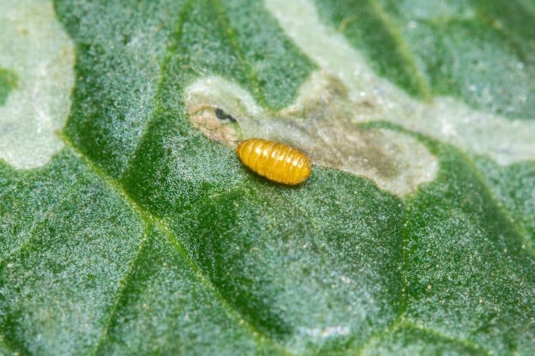A pupa of the leaf miner, Do Leaf Miners Live In Soil? [Where Do They Come From?]