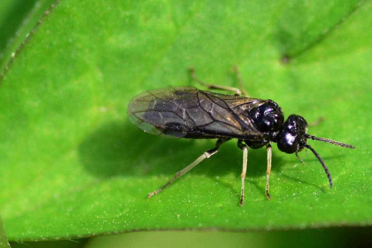 Sawfly in the leaf