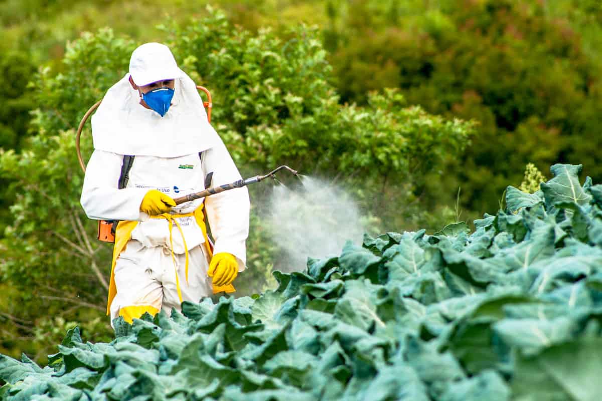 Technician spraying pesticides on the vegetable plantation