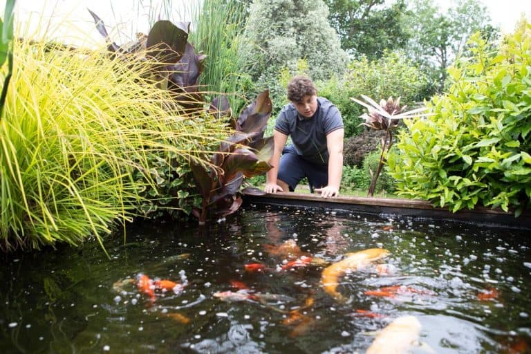 A teenage boy standing by the side of a garden pond and looking at the fish, How Many Koi In A 1,000 Gallon Pond?