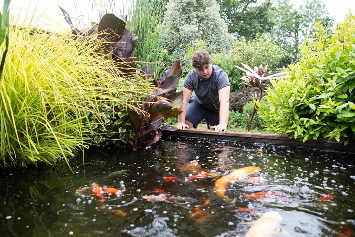 How Many Koi In A 1,000 Gallon Pond? - GardenTabs.com